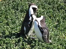 Pár tučňáků brýlových