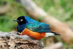 alternativní popis obrázku chybí