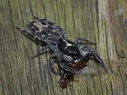 Fotografie zploštělé skákavky Holoplatys, která drží mouchu