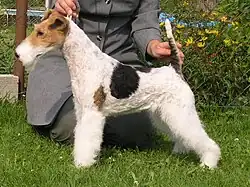 Foxteriér drsnosrstý, barva tricolor