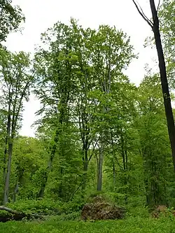 Jelení žlíbek (2011)