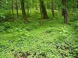 Wilsonův les v Brně-Žabovřeskách