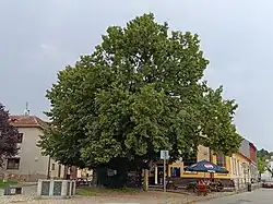 Bystrcká lípa v srpnu 2025