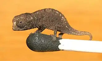 Mládě druhu Brookesia micra stojící na hlavičce zápalky