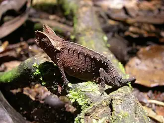Brokesie růžkatá, Brookesia superciliaris, typový druh rodu Brookesia