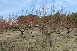 Pohled do sadu mimo vegetační dobu