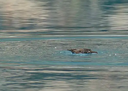 Skorec asijský při sběru potravy (Pákistán)