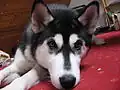 Sibiřský husky s tmavě hnědýma očima