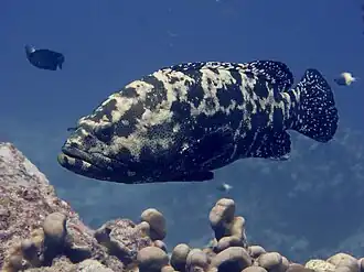 Kanic hnědoskvrnný (Epinephelus fuscoguttatus), podčeleď Epinephelinae