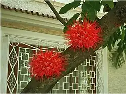 Brownea macrophylla