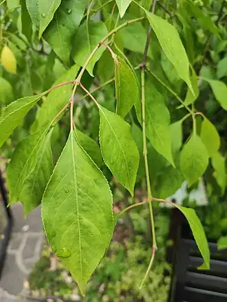 alternativní popis obrázku chybí