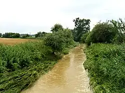 Brslenka mezi Rohozcem a Žehušicemi