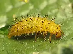 Larva