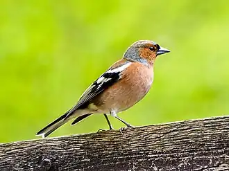 alternativní popis obrázku chybí