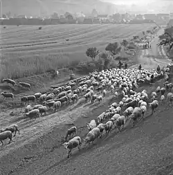 Javorník, Horňácko, ovce na pastvě