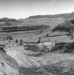 Pasáček koz nedaleko Pernštejna, 30.–40. léta