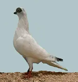 Budapešťský krátkozobý rejdič