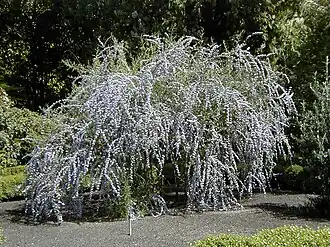 Rozkvetlá komule střídavolistá