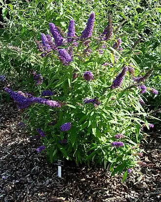 alternativní popis obrázku chybí