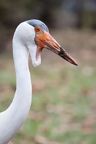 alternativní popis obrázku chybí