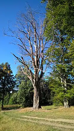 Památný buk lesní na okraji lesa severně od Nového Města pod Smrkem
