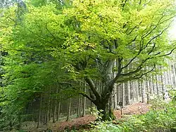 Buk na Ždánově začátkem podzimu