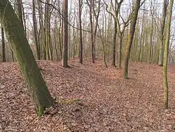 Bukovec - hradiště Holý vrch (2).JPG