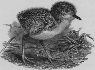 Ptáče (Walter Lawry Buller, 1888)