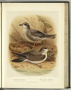 Buřňák pruhokřídlý (nahoře) a buřňák šedohřbetý (Ardenna bulleri), 1888