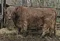 Žlutohnědý (dun) galloway: býk