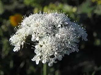 alternativní popis obrázku chybí