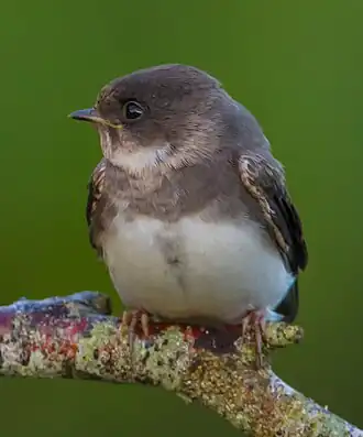 alternativní popis obrázku chybí