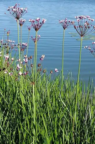 alternativní popis obrázku chybí