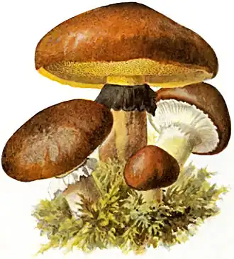 alternativní popis obrázku chybí