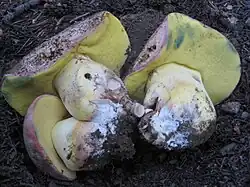 Butyriboletus abieticola