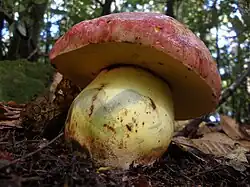 Butyriboletus autumniregius