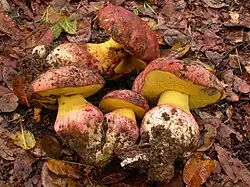 Butyriboletus querciregius