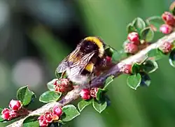 Větévka s drobnými růžovými kvítky a čmelákem