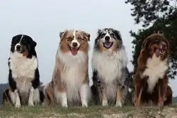 Australští ovčáci různých zbarvení tricolor, red merle, blue merle, red tricolor (zleva doprava)