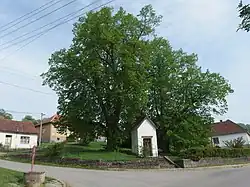 Chráněné lípy u kapličky