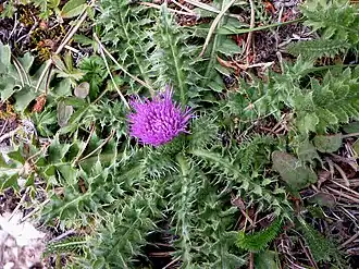 alternativní popis obrázku chybí