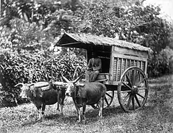 Vůz tažený dvěma voly, Jáva, asi 1870