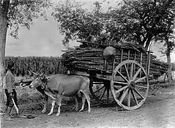 Cukrová třtina se přepravuje volským povozem
