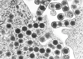 popis obrázku chybí