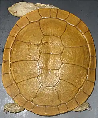 popis obrázku chybí