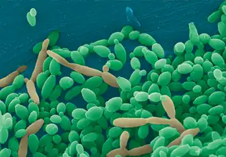 popis obrázku chybí