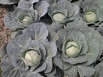 hlávkové zelí (convar. capitata)