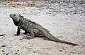 Leguán na ostrově Cabritos