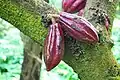 Plody kakaovníku pravého (Theobroma cacao)