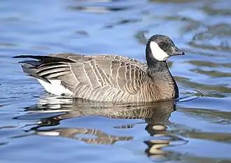 alternativní popis obrázku chybí